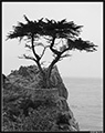 The lonely cypress tree on the 17-mile drive, Pebble Beach, California, USA